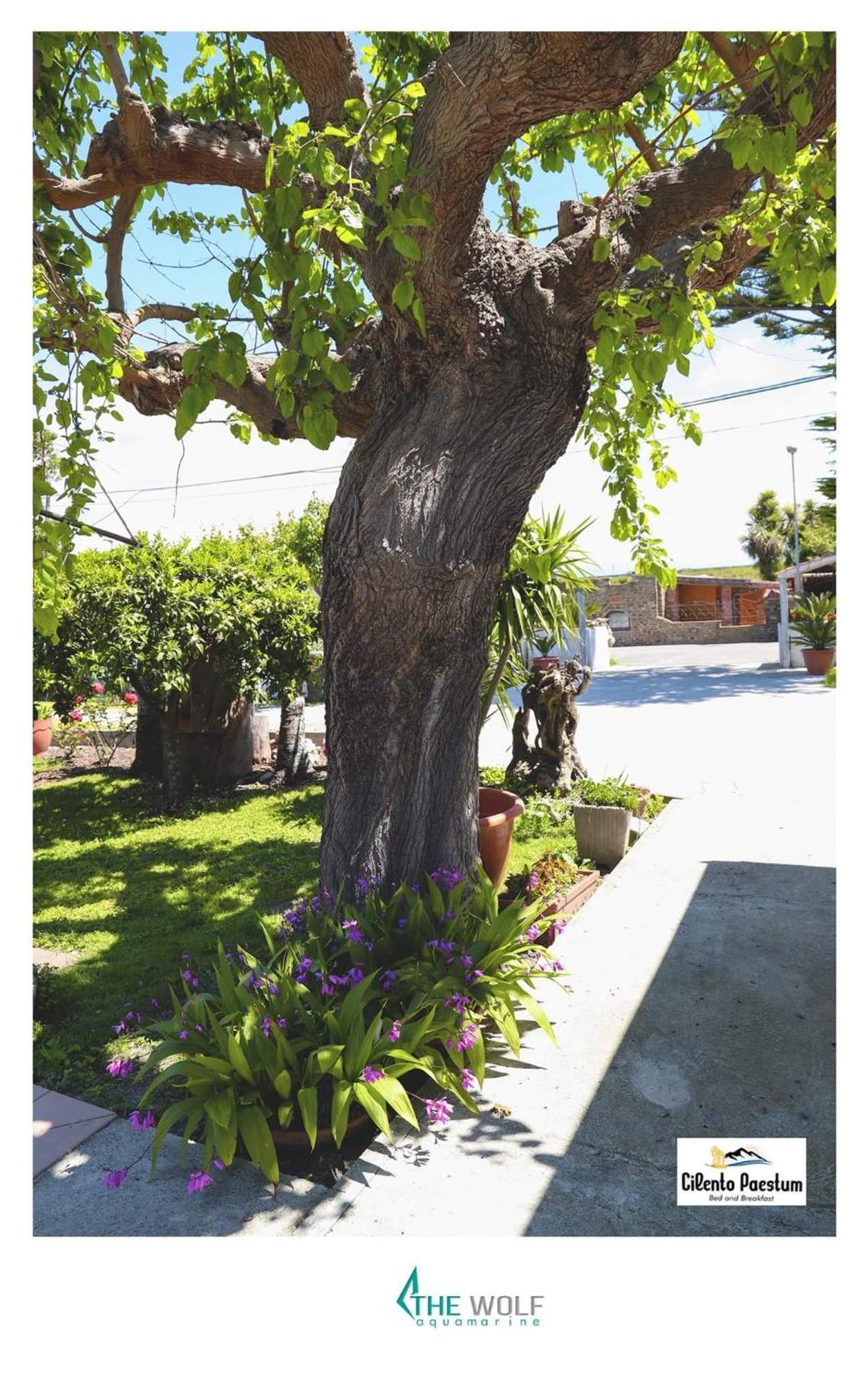 B&B Cilento Paestum Exterior foto